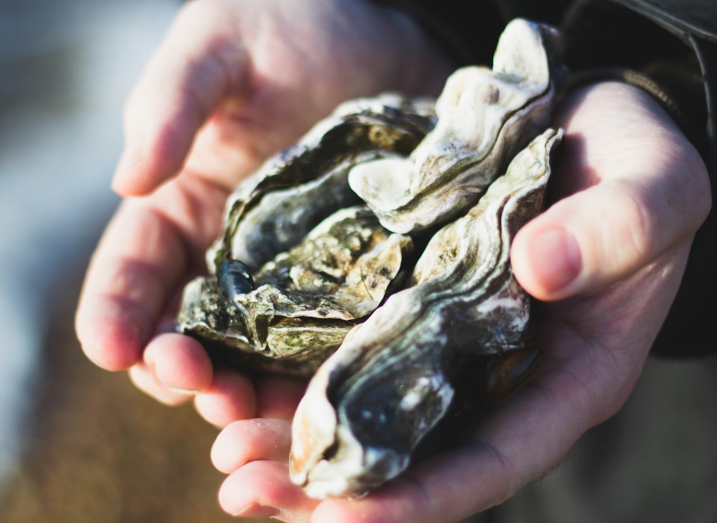 oyster