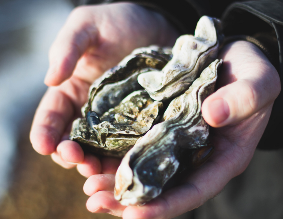 Oyster Shell Recycling